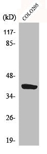 Western Blot analysis of HeLa cells using CysLTR1 Polyclonal Antibody
