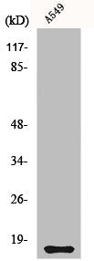Western Blot analysis of A549 cells using Cystatin 11 Polyclonal Antibody
