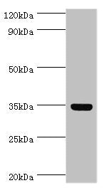 Western blot All lanes: Arginase-1 antibody at 8ug/ml + Mouse liver tissue Secondary Goat polyclonal to rabbit IgG at 1/10000 dilution Predicted band size: 35, 36, 26 kDa Observed band size: 35 kDa