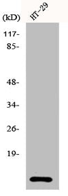 Western Blot analysis of HT29 cells using Cystatin A Polyclonal Antibody