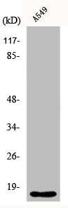Western Blot analysis of A549 cells using Cytochrome b5 Polyclonal Antibody
