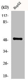 Western Blot analysis of HepG2 cells using Cytokeratin 16 Polyclonal Antibody