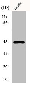 Western Blot analysis of HuvEc cells using Cytokeratin 17 Polyclonal Antibody