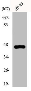 Western Blot analysis of HT29 cells using Cytokeratin 18 Polyclonal Antibody