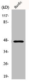 Western Blot analysis of HuvEc cells using Cytokeratin 18 Polyclonal Antibody