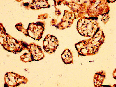 IHC image of CSB-PA002043LA01HU diluted at 1:500 and staining in paraffin-embedded human placenta tissue performed on a Leica BondTM system. After dewaxing and hydration, antigen retrieval was mediated by high pressure in a citrate buffer (pH 6.0)...