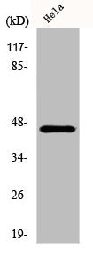 Western Blot analysis of HeLa cells using Cytokeratin 18 Polyclonal Antibody