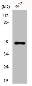 Western Blot analysis of HeLa cells using Cytokeratin 20 Polyclonal Antibody