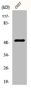 Western Blot analysis of COS7 cells using Cytokeratin 8 Polyclonal Antibody