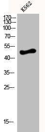 Western Blot analysis of K562 cells using D4DR Polyclonal Antibody
