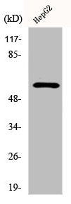 Western Blot analysis of 293 cells using Dab1 Polyclonal Antibody