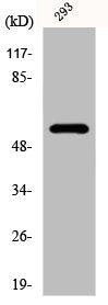 Western Blot analysis of 293 cells using DACA-1 Polyclonal Antibody