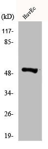 Western Blot analysis of HuvEc cells using DAPK3 Polyclonal Antibody
