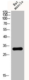 Western Blot analysis of RAT-MUSLE cells using DARPP-32 Polyclonal Antibody