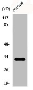 Western Blot analysis of COLO205 cells using DARPP-32 Polyclonal Antibody