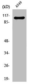 Western Blot analysis of A549 cells using Daxx Polyclonal Antibody