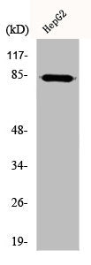 Western Blot analysis of HepG2 cells using DCAMKL2 Polyclonal Antibody