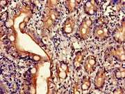 Immunohistochemistry of paraffin-embedded human small intestine tissue using CSB-PA002087LA01HU at dilution of 1:100
