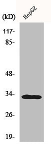 Western Blot analysis of HepG2 cells using DcR3 Polyclonal Antibody