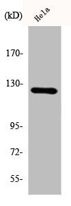 Western Blot analysis of K562 cells using DDR1 Polyclonal Antibody