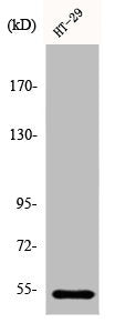 Western Blot analysis of HT29 cells using DDX19B Polyclonal Antibody