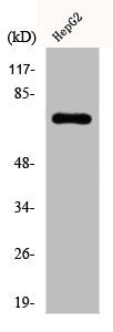 Western Blot analysis of HepG2 cells using DDX3 Polyclonal Antibody