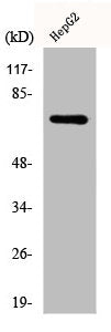 Western Blot analysis of HepG2 cells using DDX51 Polyclonal Antibody
