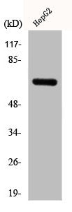 Western Blot analysis of HepG2 cells using DDX52 Polyclonal Antibody