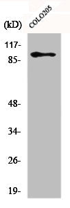 Western Blot analysis of Jurkat cells using DDX54 Polyclonal Antibody