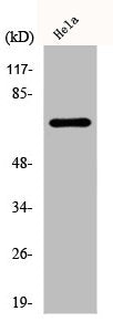 Western Blot analysis of HeLa cells using DDX55 Polyclonal Antibody
