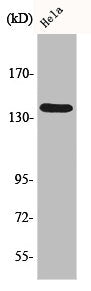 Western Blot analysis of HepG2 cells using DDX8 Polyclonal Antibody