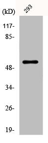 Western Blot analysis of 293 cells using Dematin Polyclonal Antibody