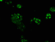 Immunofluorescence staining of PC-3 cells with CSB-PA002123LA01HU at 1:166, counter-stained with DAPI. The cells were fixed in 4% formaldehyde, permeabilized using 0.2% Triton X-100 and blocked in 10% normal Goat Serum. The cells were then incubat...