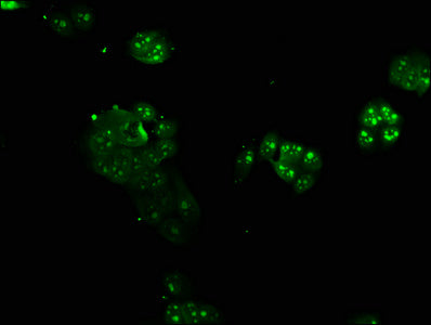 Immunofluorescence staining of PC-3 cells with CSB-PA002123LA01HU at 1:166, counter-stained with DAPI. The cells were fixed in 4% formaldehyde, permeabilized using 0.2% Triton X-100 and blocked in 10% normal Goat Serum. The cells were then incubat...