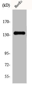 Western Blot analysis of HuvEc cells using DGK-δ Polyclonal Antibody
