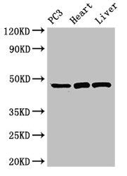 Goat polyclonal to rabbit IgG at 1/50000 dilution