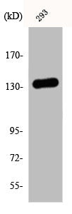 Western Blot analysis of 293 cells using DGK-ι Polyclonal Antibody