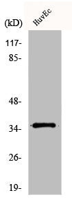 Western Blot analysis of HuvEc cells using DHHC-7 Polyclonal Antibody