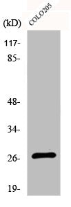 Western Blot analysis of COLO205 cells using DHRS2 Polyclonal Antibody