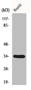 Western Blot analysis of HepG2 cells using DHRS4 Polyclonal Antibody