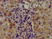 IHC image of CSB-PA002146LA01HU diluted at 1:400 and staining in paraffin-embedded human liver tissue performed on a Leica BondTM system. After dewaxing and hydration, antigen retrieval was mediated by high pressure in a citrate buffer (pH 6.0). S...