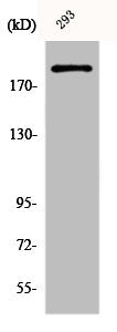 Western Blot analysis of 293 cells using Dio-1 Polyclonal Antibody