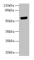 Western blot All lanes: ARSG antibody at 8µg/ml + Hela whole cell lysate Secondary Goat polyclonal to rabbit IgG at 1/10000 dilution Predicted band size: 58 kDa Observed band size: 58 kDa
