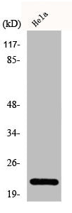 Western Blot analysis of HepG2 cells using Di-Ras1 Polyclonal Antibody