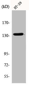 Western Blot analysis of HT29 cells using DNA Ligase I Polyclonal Antibody
