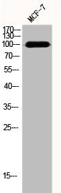 Western Blot analysis of MCF7 cells using DNA Ligase III Polyclonal Antibody