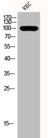 Western Blot analysis of VEC cells using DNA Ligase IV Polyclonal Antibody