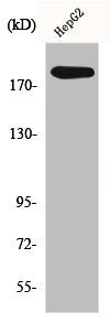 Western Blot analysis of HepG2 cells using DNA pol α Polyclonal Antibody