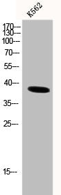 Western Blot analysis of K562 cells using DNA pol β Polyclonal Antibody