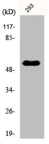 Western Blot analysis of 293 cells using POLL Polyclonal Antibody